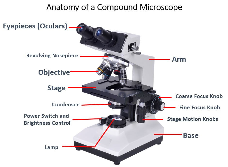 function of coarse adjustment knob in microscope