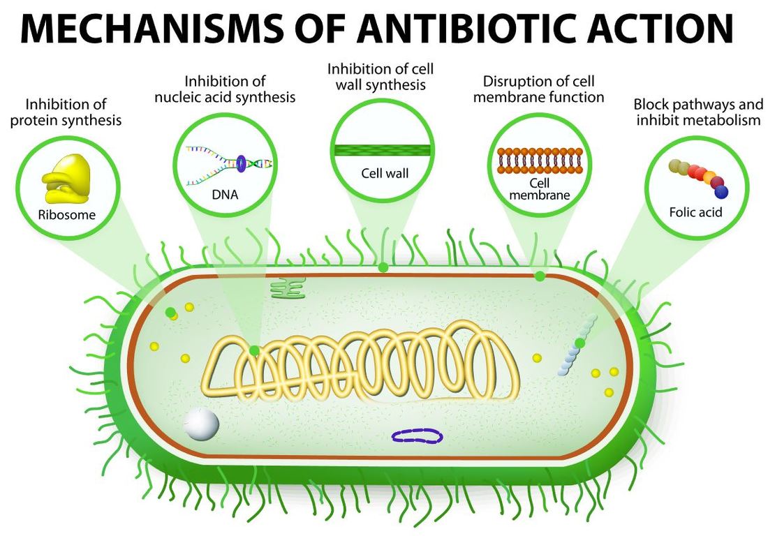 ex 19  Antibiotic Sensitivity  KirbyBauer Method  SCIENTIST CINDY