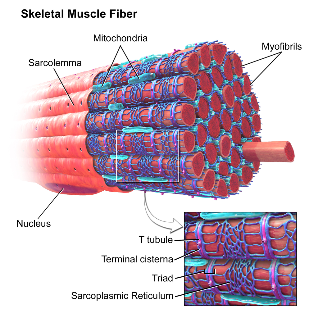 Muscle Tissue - SCIENTIST CINDY
