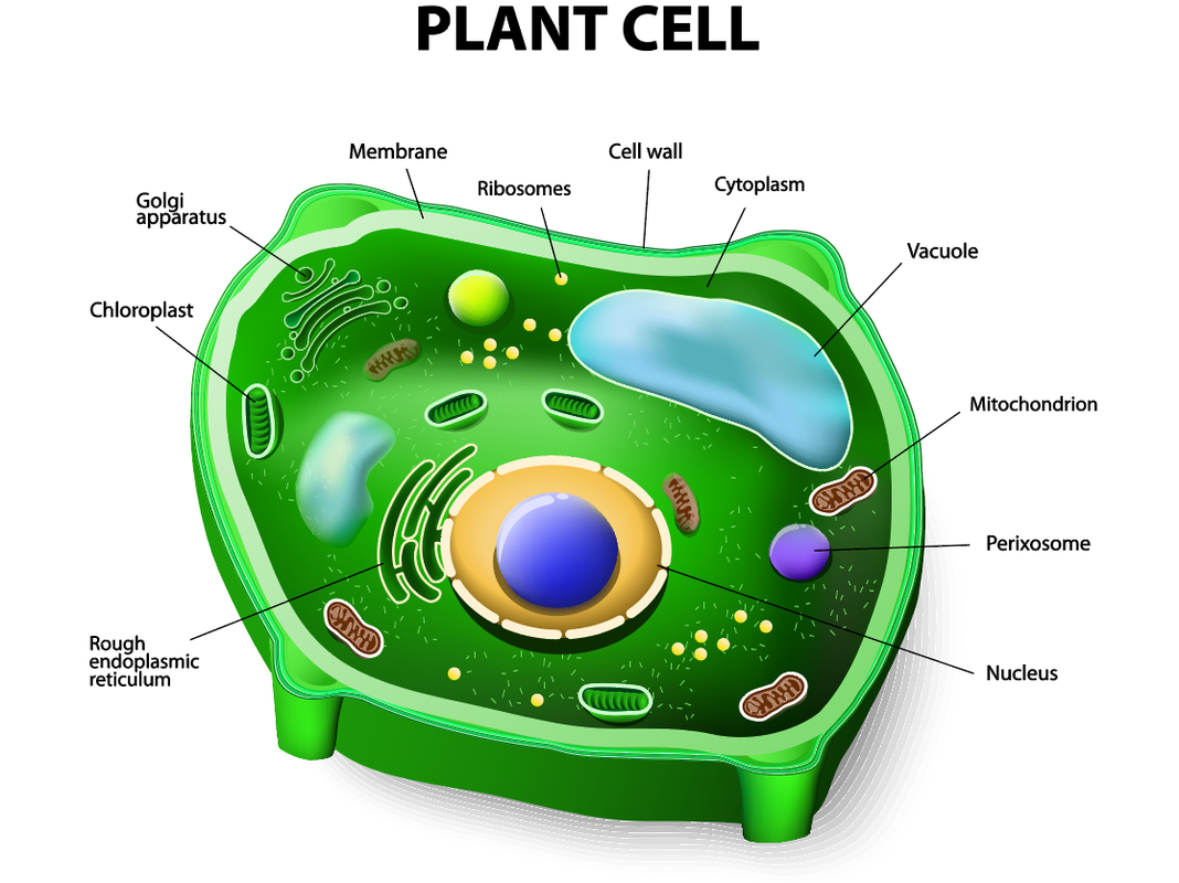 Cells - SCIENTIST CINDY