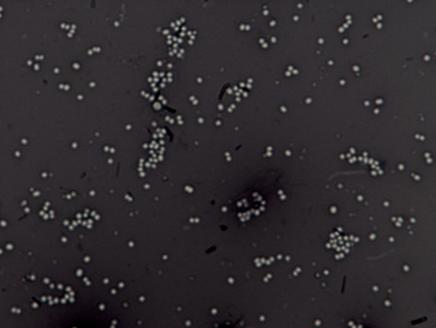 staphylococcus epidermidis endospore stain