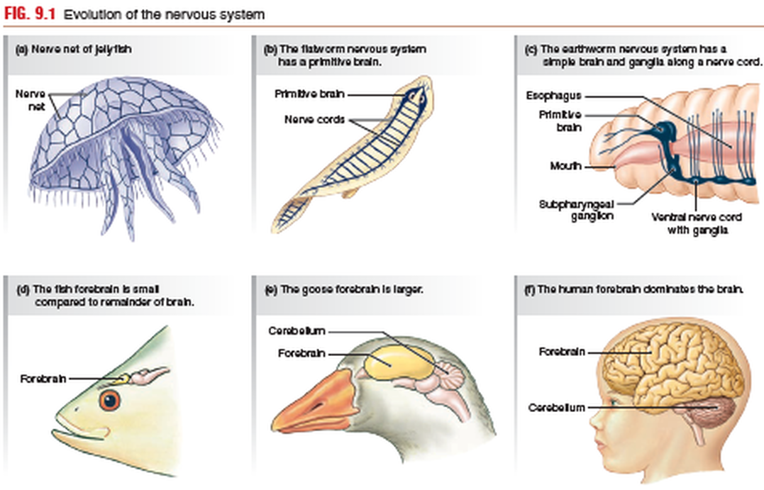 Ch 9 - The Central Nervous System - SCIENTIST CINDY
