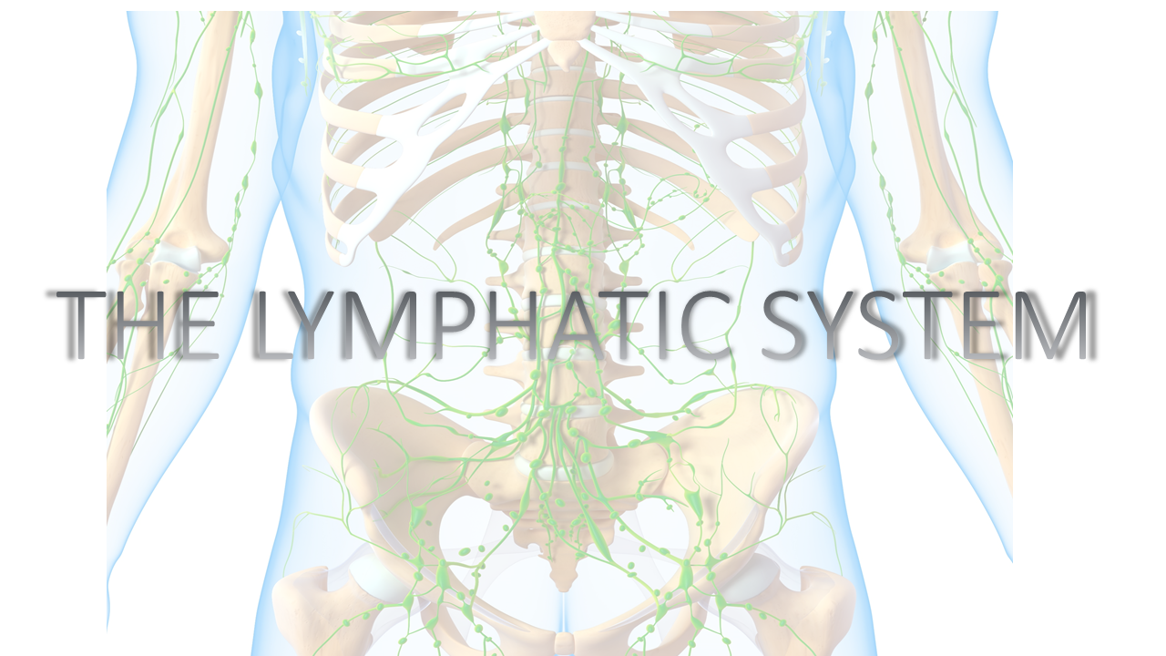 Lymphatic System - SCIENTIST CINDY