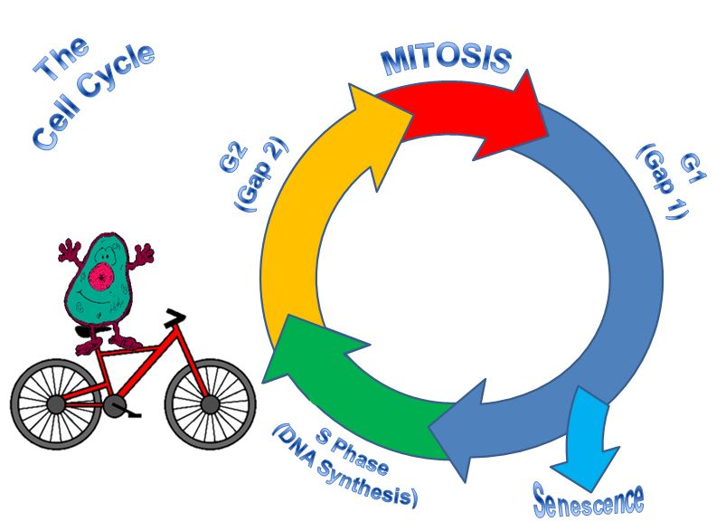 REGULATION of The Cell Cycle - SCIENTIST CINDY