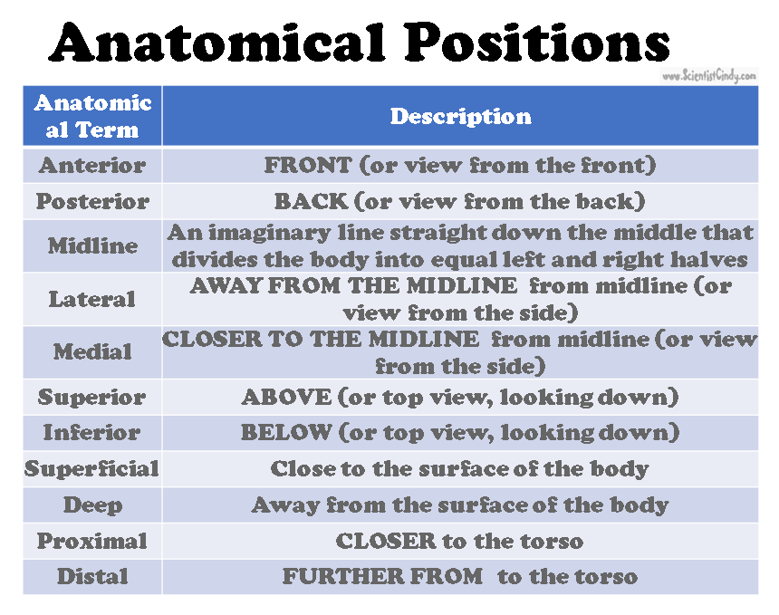 Anatomical Positions - SCIENTIST CINDY