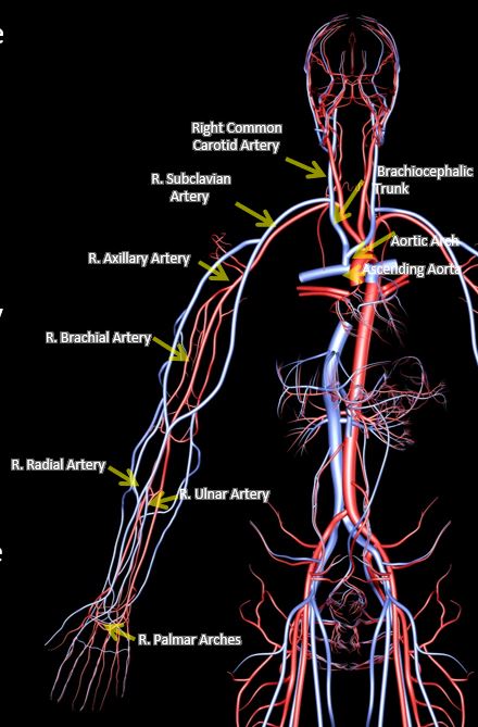 The Vessels Of Blood Circulation Scientist Cindy