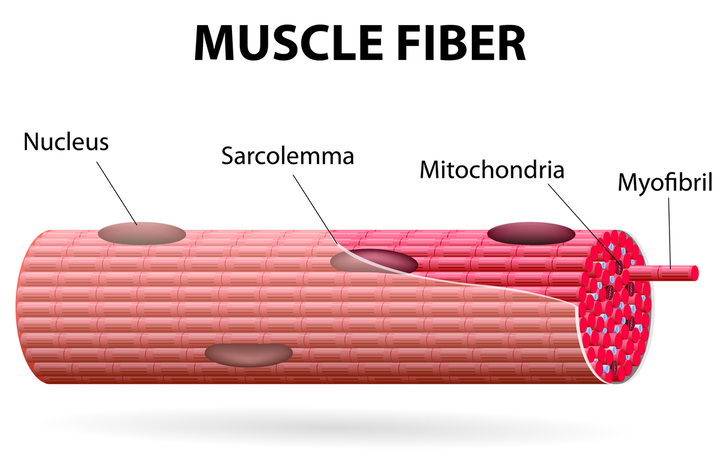 A Single Muscle Cell