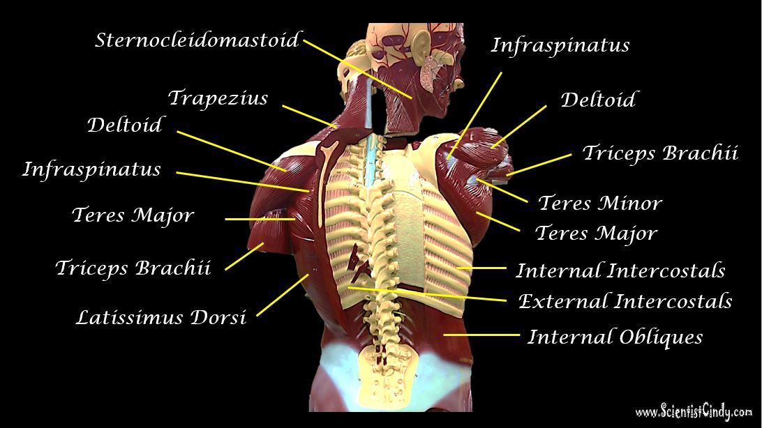 Posterior Muscles Of Torso