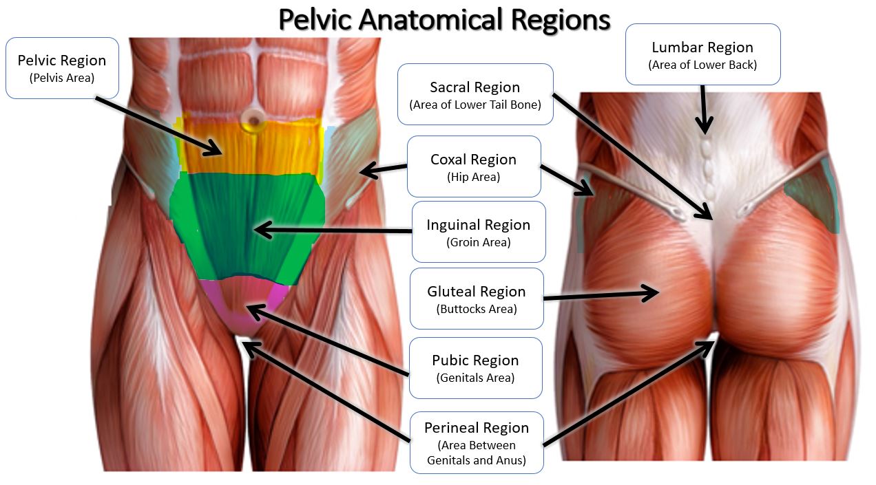 Anatomical Regions - SCIENTIST CINDY