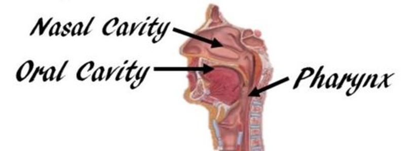 Digestive System - SCIENTIST CINDY