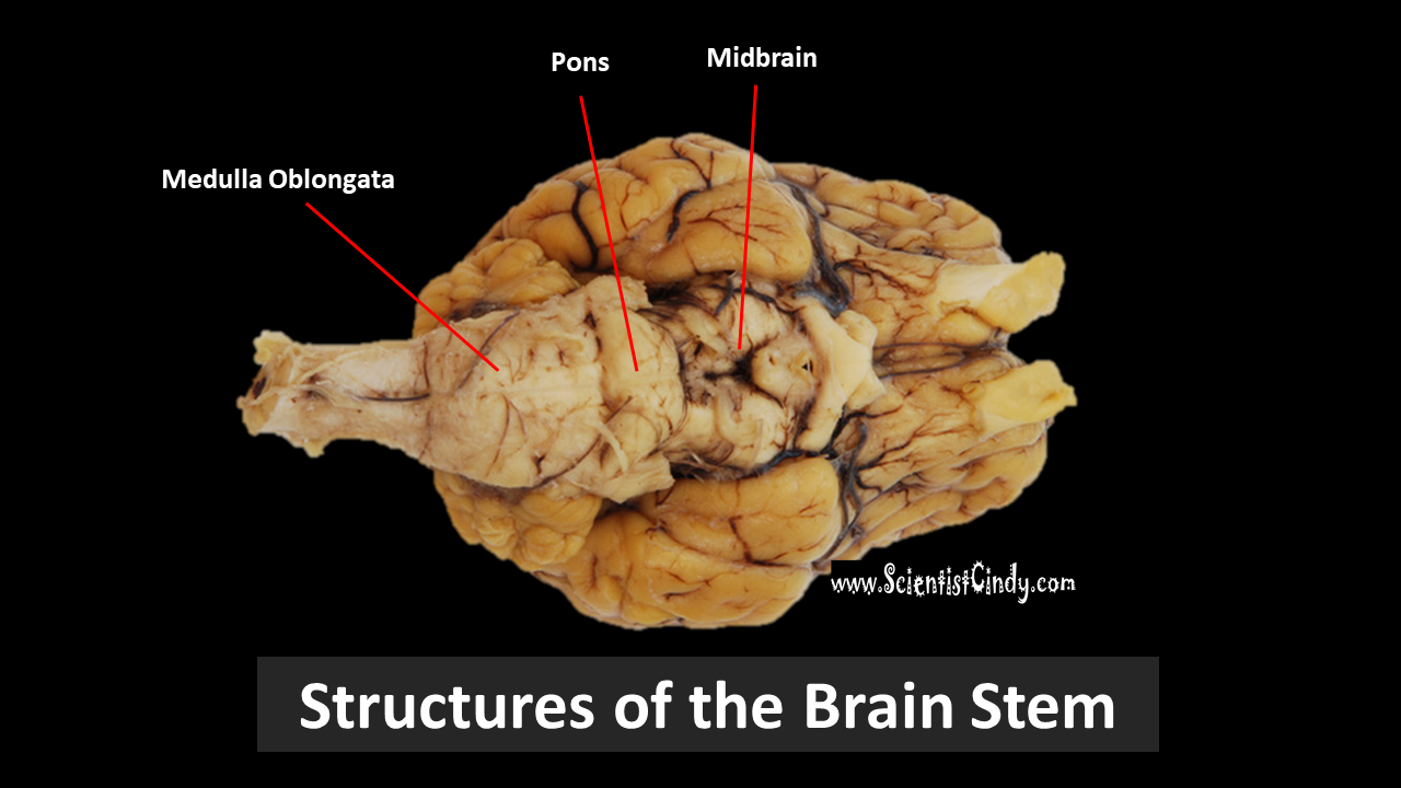 The Brain - SCIENTIST CINDY Throughout Sheep Brain Dissection Worksheet