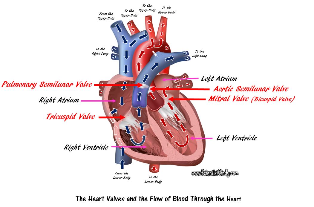 circulatory system blood flow